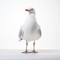 Quirky Seagull: A Photo-realistic Foreshortening Technique In Gigantic Scale