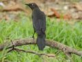 Quiscalus lugubris or Carib Grackle or Black Bird
