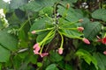 Chinese Honeysuckle flowers with green leaves in the garden. Ayurvedic, and Herbal treatments are raw medicinal herbs medicine. Royalty Free Stock Photo