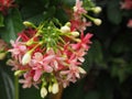 Quisqualis indica or Combretum indicum flowers