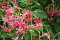 Quisqualis indica flowers blooming on green leaves branches hanging on tree closeup in the garden.