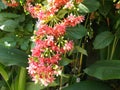 Quisqualis Indica flowers