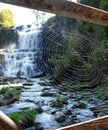 Quite a catch - spider web Royalty Free Stock Photo