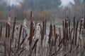 Quite a lot of bulrush