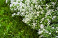 Quite simple background: tiny white florets at green grass