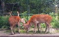 Young Deers grazing in Deer Park, India