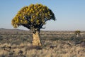 A quiver tree Aloe dichotoma Royalty Free Stock Photo