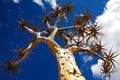 Quiver Tree (Aloe dichotoma) Royalty Free Stock Photo