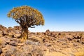 The quiver tree, or aloe dichotoma, Keetmanshoop, Namibia Royalty Free Stock Photo