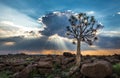 The quiver tree, or aloe dichotoma, Keetmanshoop, Namibia Royalty Free Stock Photo