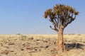 Quiver tree (Aloe dichotoma) in the Namib desert Royalty Free Stock Photo