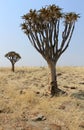 Quiver tree (Aloe dichotoma) in the Namib desert landscape Royalty Free Stock Photo