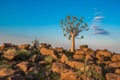 The quiver tree, or aloe dichotoma, Namibia Royalty Free Stock Photo