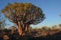 Quiver tree (Aloe dichotoma), Namibia Royalty Free Stock Photo