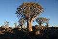 Quiver tree (Aloe dichotoma), Namibia Royalty Free Stock Photo