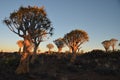 Quiver tree (Aloe dichotoma), Namibia Royalty Free Stock Photo