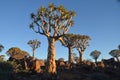 Quiver tree (Aloe dichotoma), Namibia Royalty Free Stock Photo