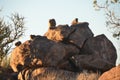 Quiver tree (Aloe dichotoma), Namibia Royalty Free Stock Photo