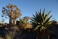 Quiver tree (Aloe dichotoma), Namibia Royalty Free Stock Photo