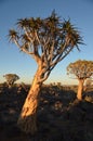 Quiver tree (Aloe dichotoma), Namibia Royalty Free Stock Photo