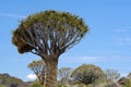 Quiver Tree with birds nest