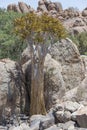 Quiver tree and Dolerite boulders, near Hobas, Namibia