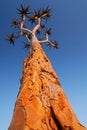 Quiver tree at Fish River Canyon at sunset, Namibia Royalty Free Stock Photo