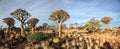 Quiver Tree Forest