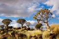 Quiver tree forest Royalty Free Stock Photo
