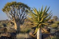 Quiver tree forest Royalty Free Stock Photo