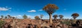 Quiver-tree forest (Aloe dichotoma) Royalty Free Stock Photo