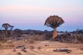 Quiver trees forest on blue sky background, african landscape in Keetmanshoop, Namibia Royalty Free Stock Photo