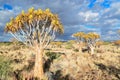 Quiver tree forest, kokerbooms in Namibia, Africa Royalty Free Stock Photo