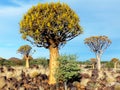 Quiver Tree Forest, Late Afternoon, Close to Keetmanshoop, Namibia Royalty Free Stock Photo