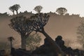 Quiver tree forest during the morning dust in Keetmanshoop Namibia Royalty Free Stock Photo