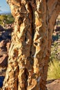 Quiver Tree Forest - Nambia Royalty Free Stock Photo