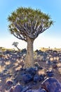 Quiver Tree Forest - Nambia Royalty Free Stock Photo
