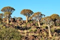 Quiver tree forest,Namibia Royalty Free Stock Photo