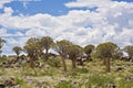 Namibia, quiver tree forest, Keetmanshoop, South Namibia Royalty Free Stock Photo