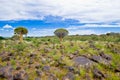 Quiver trees in Namibia Royalty Free Stock Photo