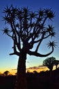 Quiver Tree Forest Namibia Royalty Free Stock Photo