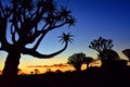 Quiver Tree Forest Namibia Royalty Free Stock Photo