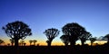 Quiver Tree Forest Namibia Royalty Free Stock Photo