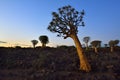 Quiver Tree Forest Namibia Royalty Free Stock Photo