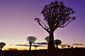 Quiver Tree Forest Namibia Royalty Free Stock Photo