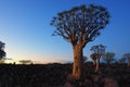 Quiver Tree Forest Namibia Royalty Free Stock Photo