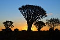 Quiver Tree Forest Namibia Royalty Free Stock Photo