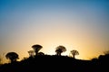 Quiver tree forest in Namibia Royalty Free Stock Photo