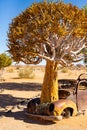 The quiver tree growing out of a car at Solitaire, Namibia Royalty Free Stock Photo