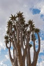 Quiver tree or Kokerboom Aloe dichotoma against a cloudy sky, Namibia Royalty Free Stock Photo